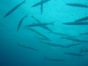 Entecken Sie die Unterwasserwelt: Fischschwärme